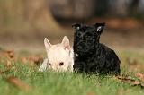 SCOTTISH TERRIER 041